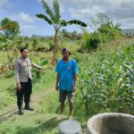 Bhabinkamtibmas Cendi Manik Dampingi Petani Jagung Dukung Ketahanan Pangan