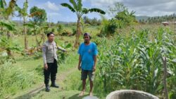 Bhabinkamtibmas Cendi Manik Dampingi Petani Jagung Dukung Ketahanan Pangan