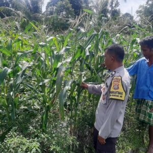 Aiptu Muhammad Bakri Dampingi Petani Jagung di Desa Montong Are