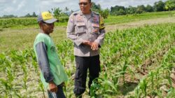 Bhabinkamtibmas Telagawaru Ajak Petani Wujudkan Swasembada Pangan Keluarga