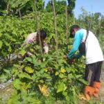 Sinergi Petani dan Polisi Kuatkan Ketahanan Pangan Kuripan