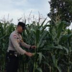 Panen Jagung Bersama, Polisi dan Warga Labuapi Perkuat Ketahanan Pangan