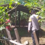 Optimalisasi Lahan Kosong, Polsek Sekotong Dukung Swasembada Pangan