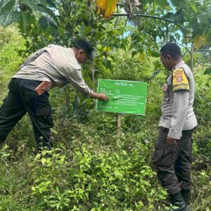 Sinergi Ketahanan Pangan: Pemanfaatan Hutan Mareje Timur untuk Tumpang Sari
