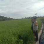 Bhabinkamtibmas Desa Rhee Dukung Ketahanan Pangan dengan Memotivasi Warga Manfaatkan Pekarangan