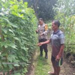 Wujudkan Ketahanan Pangan, Bhabinkamtibmas dan Warga Desa Luk Ubah Pekarangan Jadi Kebun Produktif