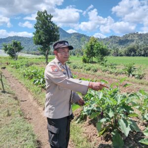 Dukung Program Asta Cita Swasembada Pangan, Bhabinkamtibmas Desa Beru Cek Pekarangan Bergizi Warga