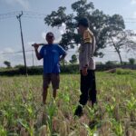 Dusun Sedayu Tunjukkan Keteladanan dalam Program Ketahanan Pangan Skala Rumah Tangga