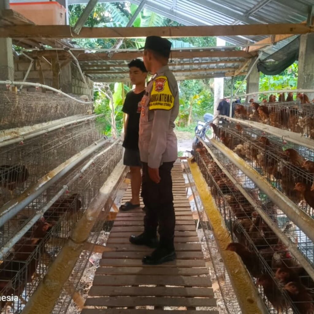 Kemitraan Strategis, Bhabinkamtibmas Kuripan dan Peternak Berkolaborasi Wujudkan Ketahanan Pangan