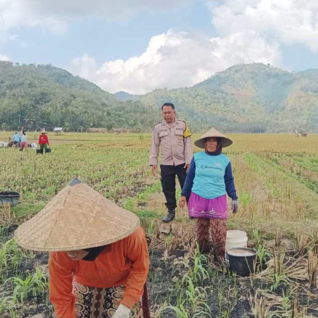 Polsek Gerung Perkuat Ketahanan Pangan Lewat Monitoring Pertanian Desa Banyu Urip