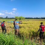 Polri Berperan Aktif Jaga Ketahanan Pangan: Personel Samapta Polres Lombok Barat Patroli dan Beri Edukasi Petani