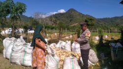 Bhabinkamtibmas Seteluk Tengah Dampingi Petani Panen Jagung, Hasil Capai 16 Ton