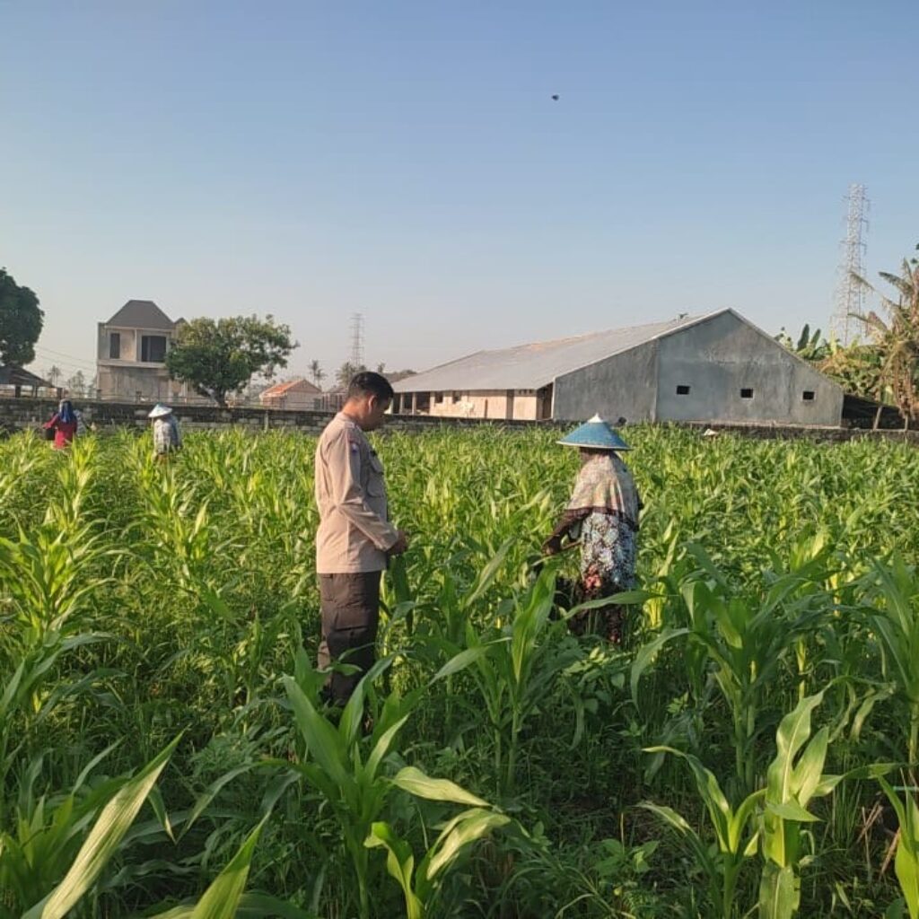 Sinergi Polisi dan Petani Desa Kuranji Dalang Dukung Program Ketahanan Pangan Nasional