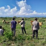 dukung program pemerintah di bidang kesehatan dan ketertiban hewan, Bhabinkamtibmas Desa Talonang laksanakan pendampingan kegiatan vaksinasi dan registrasi hewan ternak