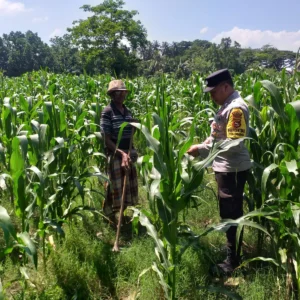 Polsek Kuripan Dorong Petani Lokal Wujudkan Ketahanan Pangan