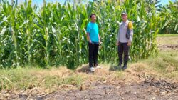 Tak Hanya Mengamankan, Bhabinkamtibmas Desa lasi Polsek Kilo Polres Dompu Turun ke Sawah Temani Petani.