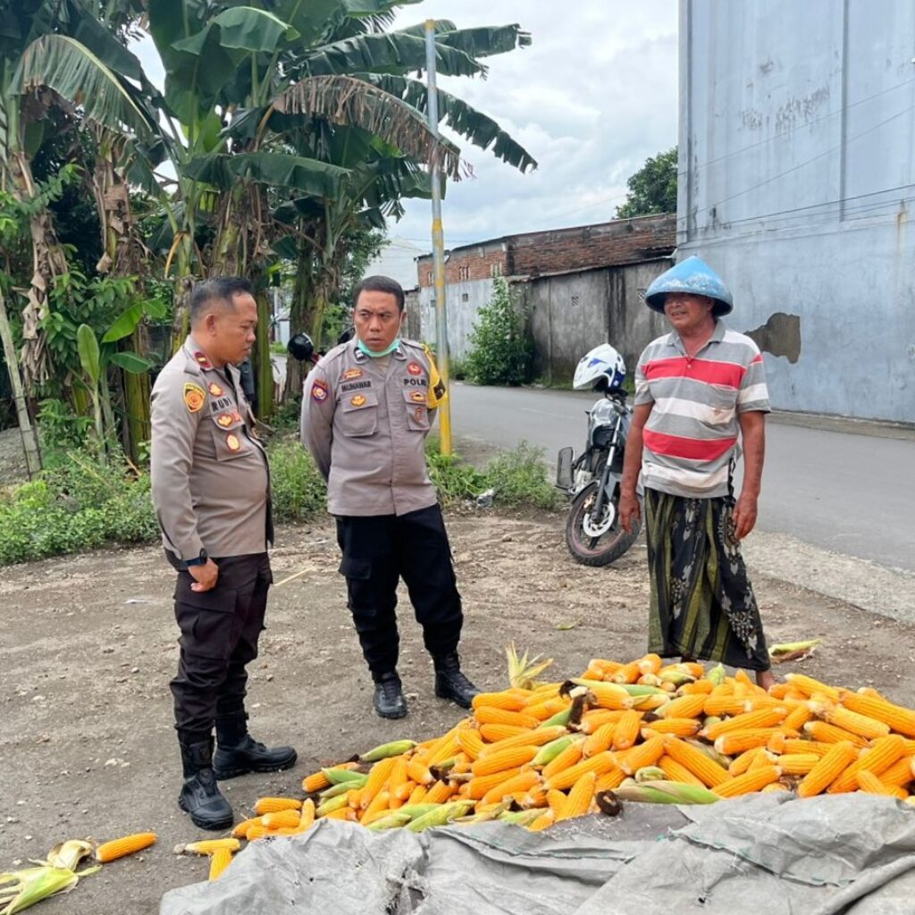 Polsek Labuapi Bantu Petani Amankan Harga Panen Jagung ke Bulog