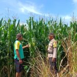 Dukung Ketahanan Pangan, Bhabinkamtibmas Buer Pantau Kondisi Tanaman Jagung Petani